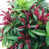 Purple Star Lipstick Plant, Live Trailing Vine Houseplant, 2 Inch Pot, Aeschynanthus Flowers