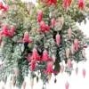 Rare Cotyledon Succulent Live Plant Trailing Fragrant Flowers 4 Inch Pot