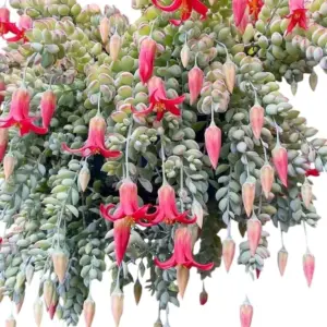 Rare Cotyledon Succulent Live Plant Trailing Fragrant Flowers 4 Inch Pot