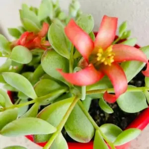 Rare Cotyledon Succulent Live Plant Trailing Fragrant Flowers 4 Inch Pot