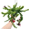Red Aeschynanthus Plant Live Trailing Lipstick Vine 3 Inch Pot Twisted Flowers