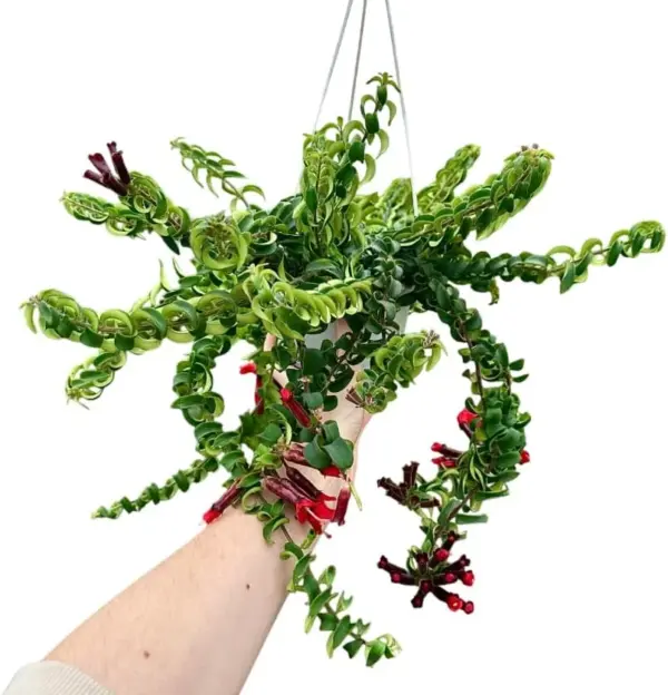 Red Aeschynanthus Plant Live Trailing Lipstick Vine 3 Inch Pot Twisted Flowers