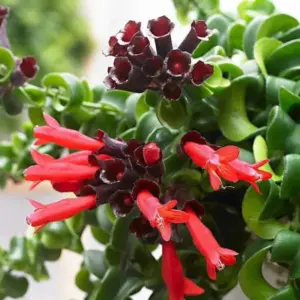 Red Aeschynanthus Plant Live Trailing Lipstick Vine 3 Inch Pot Twisted Flowers