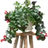 Red Lipstick Plant Live Houseplant Trailing Vine Aeschynanthus Flower 2 Inch Pot