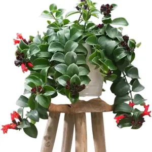 Red Lipstick Plant Live Houseplant Trailing Vine Aeschynanthus Flower 2 Inch Pot