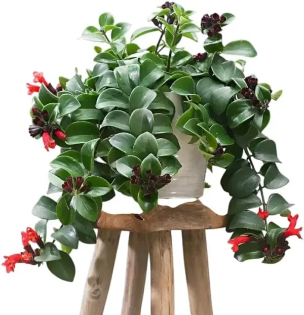 Red Lipstick Plant Live Houseplant Trailing Vine Aeschynanthus Flower 2 Inch Pot