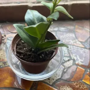 Red Lipstick Plant Live Houseplant Trailing Vine Aeschynanthus Flower 2 Inch Pot