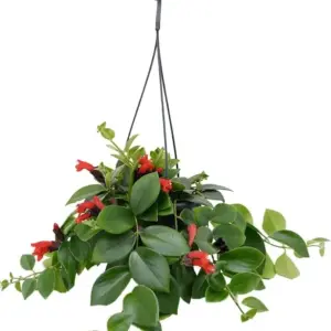Red Lipstick Plant Live Trailing Vine Aeschynanthus Flowers 4 Inch Pot Houseplant