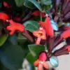 Red Lipstick Plant Live Trailing Vine Aeschynanthus Flowers 4 Inch Pot Houseplant