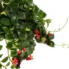 Red Lipstick Plant Live Trailing Vine Aeschynanthus Flowers 4 Inch Pot Houseplant