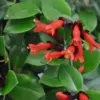 Red Lipstick Plant Live Trailing Vine Aeschynanthus Flowers 4 Inch Pot Houseplant