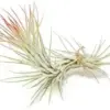 Red Tillandsia Air Plant, Funckiana Single, Long Lasting Color Enhanced Live Succulent House Plant, Indoor Outdoor Decor