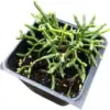 Rhipsalis pilocarpa Live Plant 2.5 inch Pot Green Organic Mistletoe Cactus
