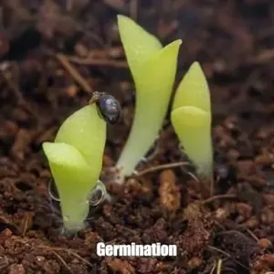 Saguaro Cactus Growing Kit Seeds Starter Pellets Pods Southwestern Gift Idea
