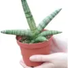 Sansevieria Cylindrica Boncel Starfish Snake Plant 3 inch Nursery Pot Green Low Maintenance Pet Safe Low Light Houseplant