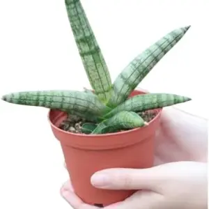 Sansevieria Cylindrica Boncel Starfish Snake Plant 3 inch Nursery Pot Green Low Maintenance Pet Safe Low Light Houseplant