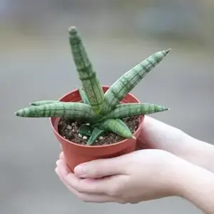 Sansevieria Cylindrica Boncel Starfish Snake Plant 3 inch Nursery Pot Green Low Maintenance Pet Safe Low Light Houseplant