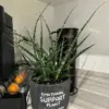 Sansevieria Fernwood Mikado Live Indoor Plant, 5in Chalkboard Pot, Green, Succulent