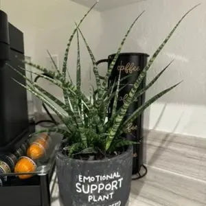 Sansevieria Fernwood Mikado Live Indoor Plant, 5in Chalkboard Pot, Green, Succulent