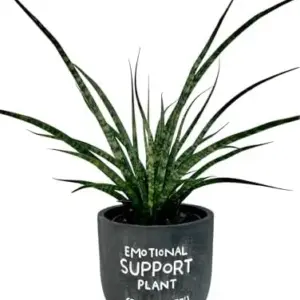 Sansevieria Fernwood Mikado Live Indoor Plant, 5in Chalkboard Pot, Green, Succulent