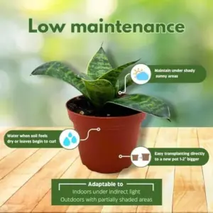 Sansevieria Gilt Edge Live Plant 4 inch Pot Indoor Outdoor Snake Plant