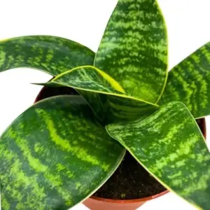 Sansevieria Gilt Edge Live Plant 4 inch Pot Indoor Outdoor Snake Plant