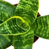 Sansevieria Gilt Edge Live Plant 4 inch Pot Indoor Outdoor Snake Plant