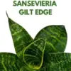Sansevieria Gilt Edge Live Plant 4 inch Pot Indoor Outdoor Snake Plant