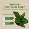 Sansevieria Gilt Edge Live Plant 4 inch Pot Indoor Outdoor Snake Plant