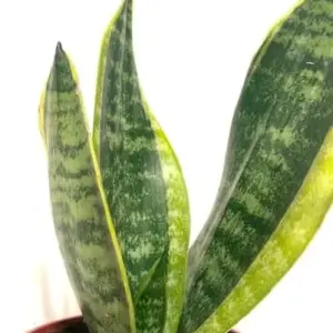 Sansevieria Snake Plant Superba - 3 Pack Live Indoor House Plant - 4 inch Pots - Green and Golden