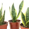 Sansevieria Snake Plant Superba - 3 Pack Live Indoor House Plant - 4 inch Pots - Green and Golden