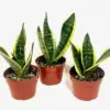 Sansevieria Snake Plant Superba - 3 Pack Live Indoor House Plant - 4 inch Pots - Green and Golden