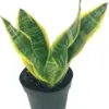 Sansevieria Superba Trifasciata Snake Plant Live Succulent 4 inch Pot Indoor House Plant Green Yellow 2 Pack