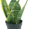 Sansevieria Superba Trifasciata Snake Plant Live Succulent 4 inch Pot Indoor House Plant Green Yellow 2 Pack