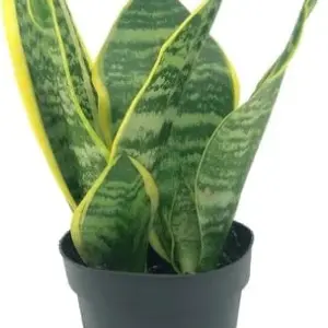 Sansevieria Superba Trifasciata Snake Plant Live Succulent 4 inch Pot Indoor House Plant Green Yellow 2 Pack