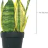 Sansevieria Superba Trifasciata Snake Plant Live Succulent 4 inch Pot Indoor House Plant Green Yellow 2 Pack