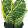 Sansevieria Superba Trifasciata Snake Plant Live Succulent 4 inch Pot Indoor House Plant Green Yellow 2 Pack