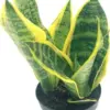 Sansevieria Superba Trifasciata Snake Plant Live Succulent 4 inch Pot Indoor House Plant Green Yellow 2 Pack