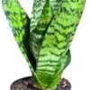 Sansevieria Zeylanica Snake Plant Live Green 3 Inch Nursery Pot Mother-in-Law Tongue Low Light Houseplant Air Purifier Office Plant