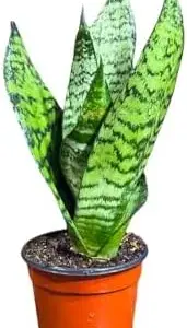 Sansevieria Zeylanica Snake Plant Live Green 3 Inch Nursery Pot Mother-in-Law Tongue Low Light Houseplant Air Purifier Office Plant