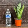 Sansevieria Zeylanica Snake Plant Live Green 3 Inch Nursery Pot Mother-in-Law Tongue Low Light Houseplant Air Purifier Office Plant