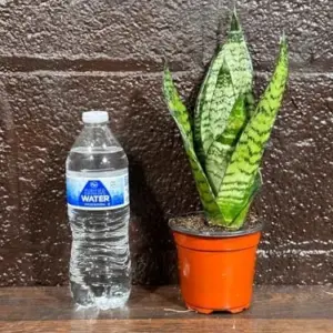 Sansevieria Zeylanica Snake Plant Live Green 3 Inch Nursery Pot Mother-in-Law Tongue Low Light Houseplant Air Purifier Office Plant