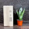 Sansevieria Zeylanica Snake Plant Live Green 3 Inch Nursery Pot Mother-in-Law Tongue Low Light Houseplant Air Purifier Office Plant