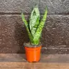 Sansevieria Zeylanica Snake Plant Live Green 3 Inch Nursery Pot Mother-in-Law Tongue Low Light Houseplant Air Purifier Office Plant