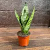 Sansevieria Zeylanica Snake Plant Live Green 3 Inch Nursery Pot Mother-in-Law Tongue Low Light Houseplant Air Purifier Office Plant