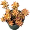 Sedum Adolphii 'Shooting Stars' Succulent Plant 4-Inch Pot Live Green Home Decor