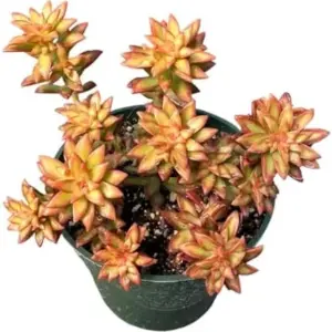 Sedum Adolphii 'Shooting Stars' Succulent Plant 4-Inch Pot Live Green Home Decor