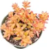 Sedum Adolphii 'Shooting Stars' Succulent Plant 4-Inch Pot Live Green Home Decor