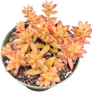 Sedum Adolphii 'Shooting Stars' Succulent Plant 4-Inch Pot Live Green Home Decor