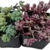 Sedum Dasyphyllum Succulent Plant Live 2-Pack Cactus for Home Decor 2 inch Pot